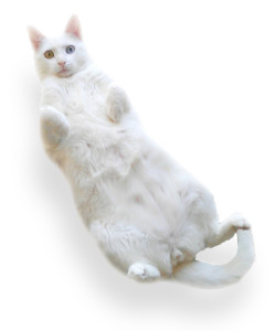 cat belly1