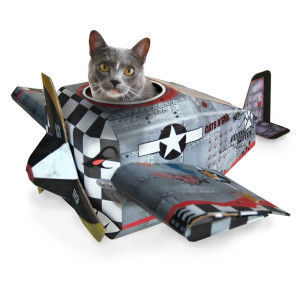 cat in plane