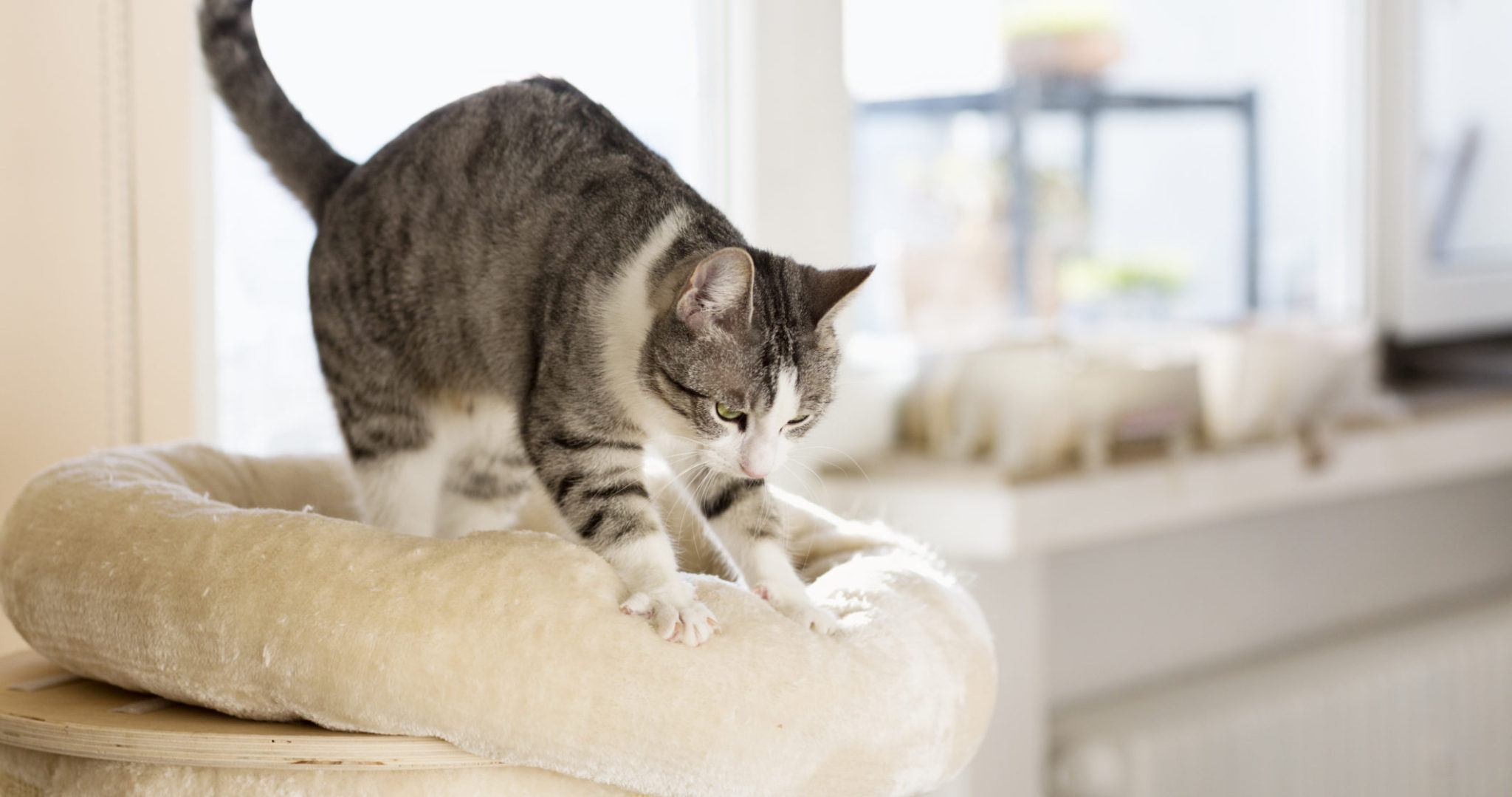 tabby cat kneading her cushion