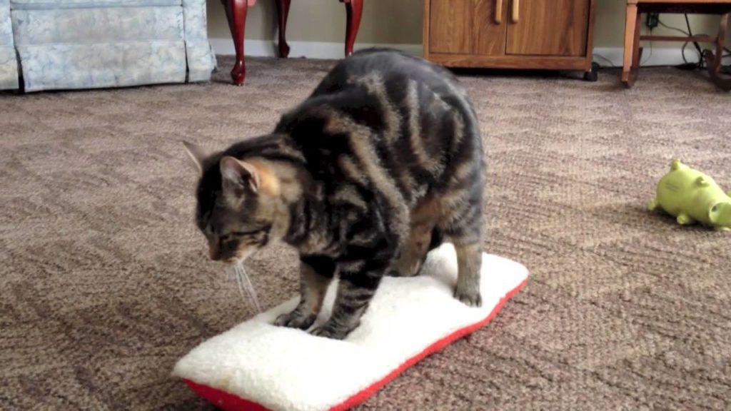 cat kneading a fluffy pillow