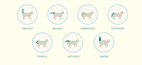 How To Decode Your Cat's Tail: A Masterclass |