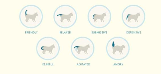 cat tail chart