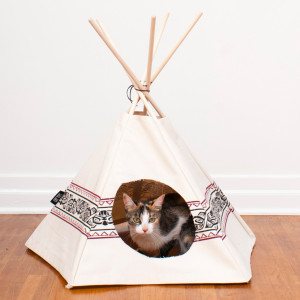 cat tipi