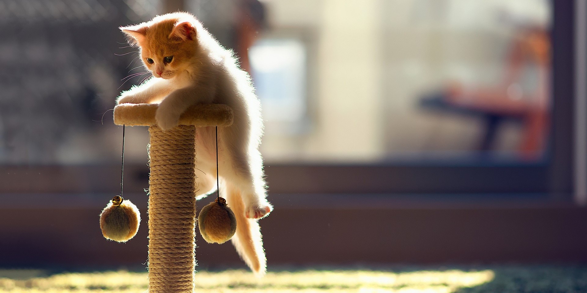 cat tree kitten