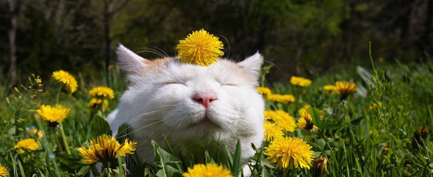 cats and allergies