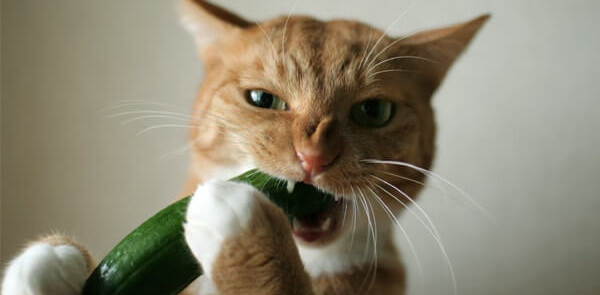 Why These Scaredy Cats Are Absolutely Terrified of Cucumbers - ABC News