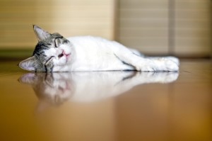 hardwood floors cat