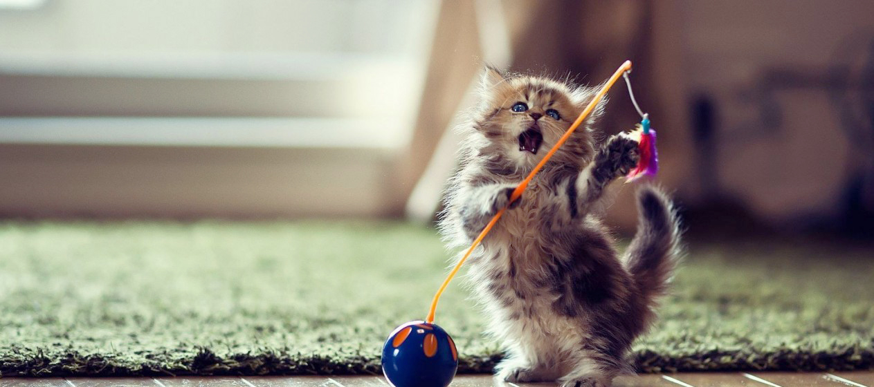 Kitten playing with feather whirl