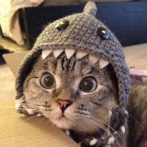 nala shark hat
