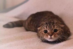 scared cat crawling low to ground