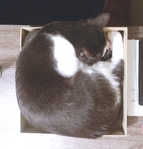 IKEA hack-DIY Food Puzzle for Cats! - Fundamentally Feline