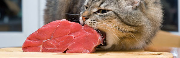 cat eating raw meat