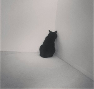 cat in a corner