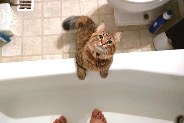 cat in bathrooms