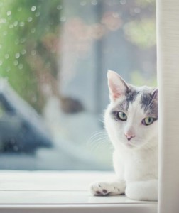 cat on sill