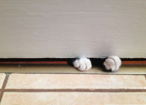 cat paws under door