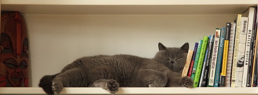 cat sleeping on a bookshelf