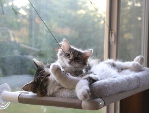 cats in a perch