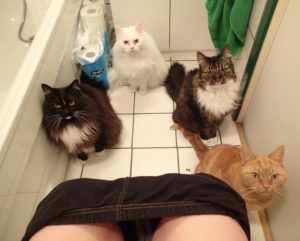 cats in bathroom