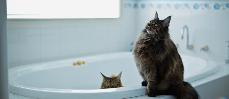 cats in the tub