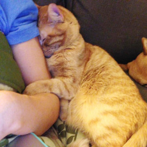 clingy cat clings
