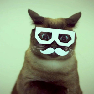 hipster cat