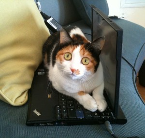 kitty on laptop