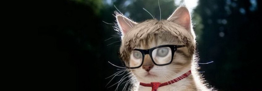 nerdy cat