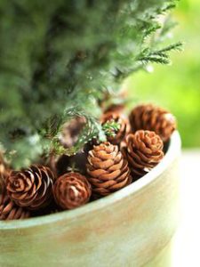 pinecone potted plant