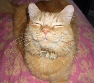 smiling cat