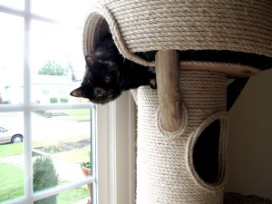 cat in a cat tree