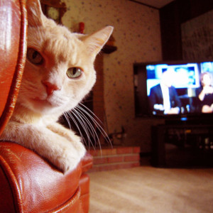 cat in living room