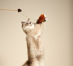 cat leaping for wand toy