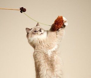 cat leaping for wand toy