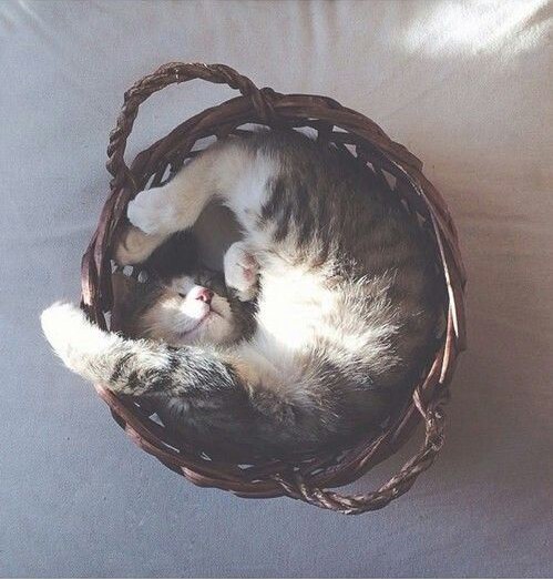 cat sleeping in basket