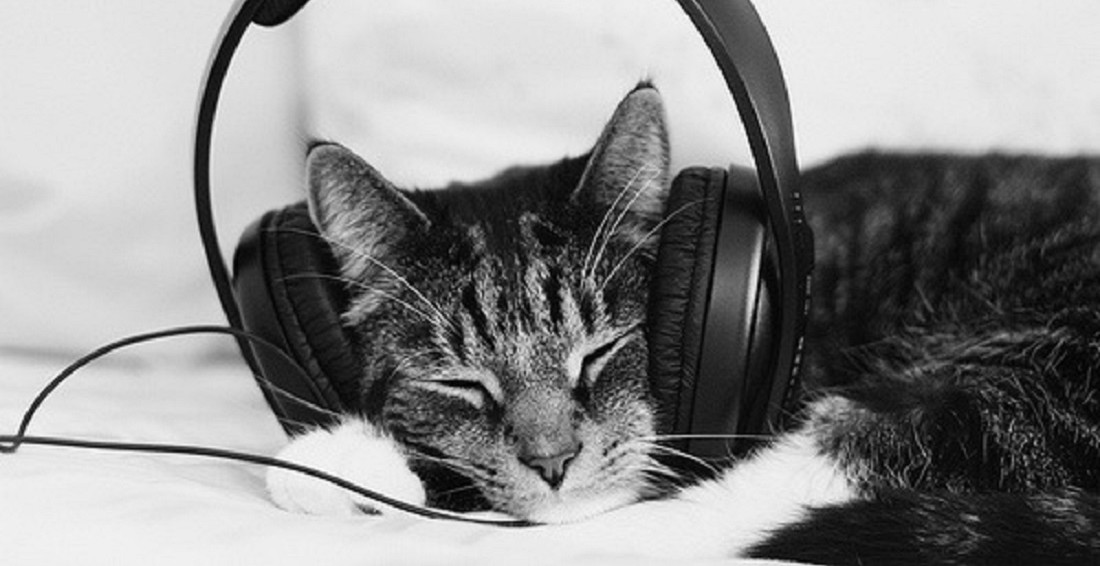 cat with headphones