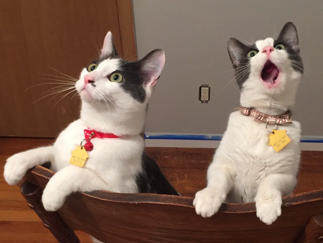 Cute Cat Monday Reddit Edition 