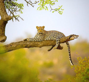 leopard in a tree