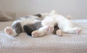 pair of sleeping cat feet