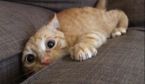 psycho cat hiding in couch