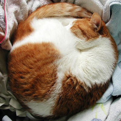 round cat 1