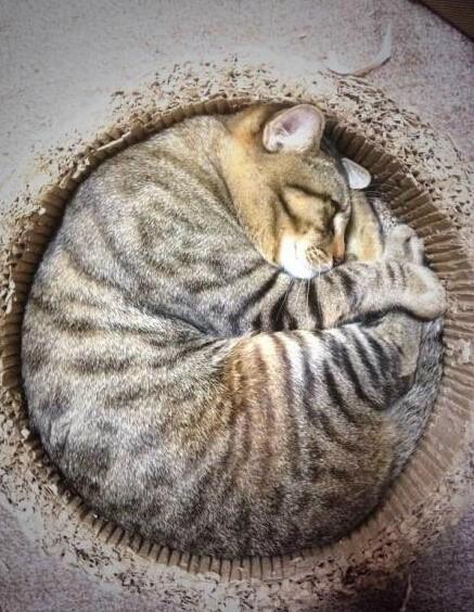 round cat 2