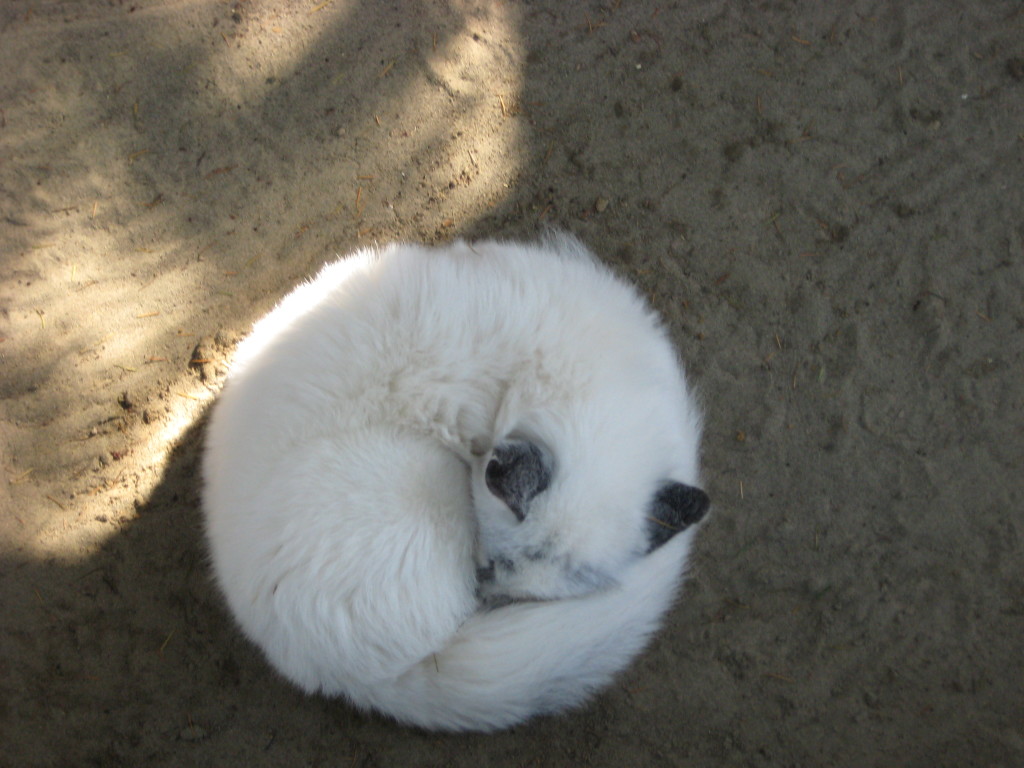 round cat 4