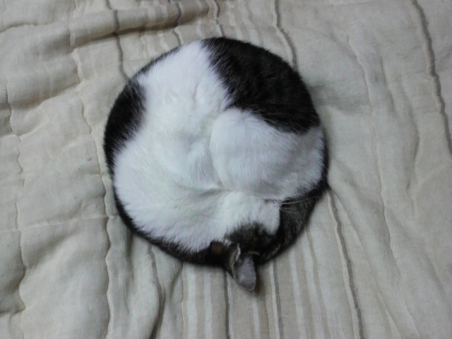 round cat 5