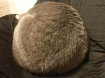 round cat 7