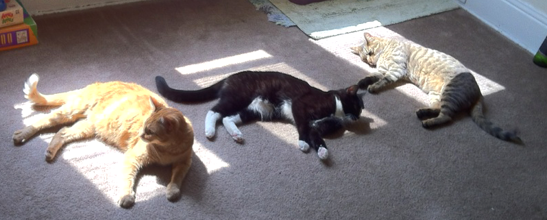 sunbathing cats