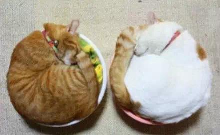 two round cats