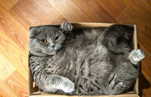 cat crammed in box