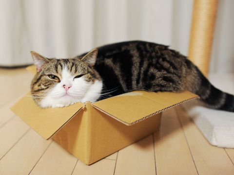 "Ah yiss," says Maru. "Who needs a heated cat bed when you can have the box it came in?"