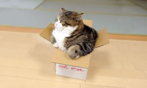 maru in a too small box